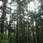 kif_14011